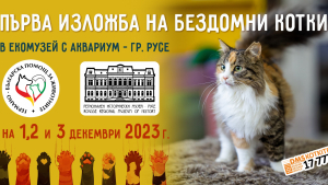 Изложба на бездомни котки за първи път в Русе