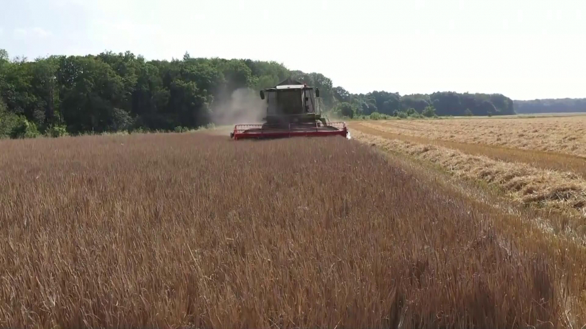 ВИДЕО: Зърнопроизводител в Русенско: Държавата не се справя с поскъпването на торовете