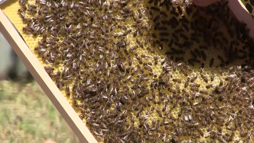 ВИДЕО: Пчелар от Русенско: Проблемът с опазването на пчелните семейства може да бъде решен лесно