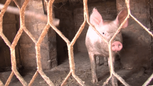 Вземат мерки по границата заради случай на африканска чума по свинете край Гюргево