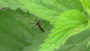 Започват да пръскат срещу комари и кърлежи в Русе